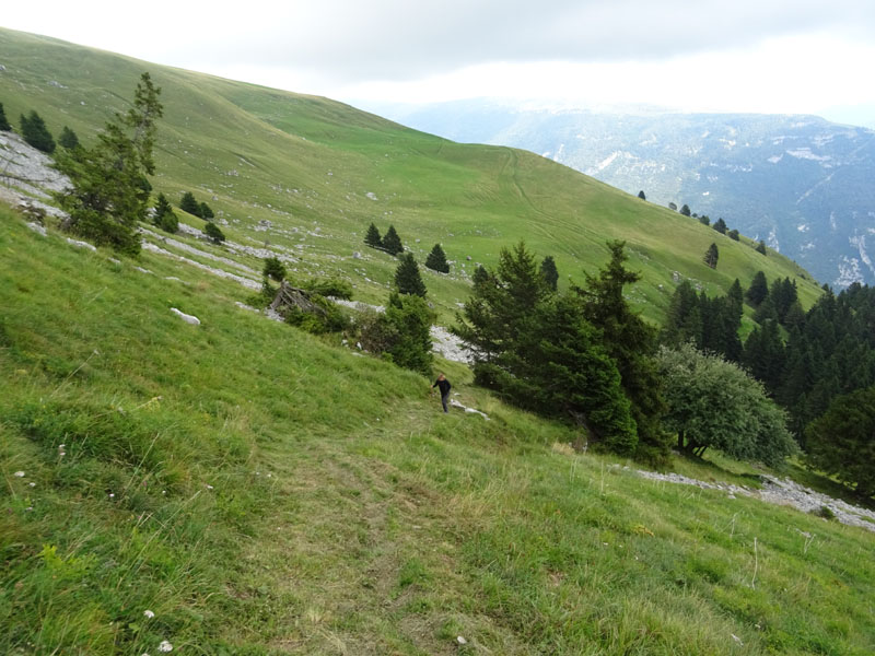 Ursus arctos.....l''habitat